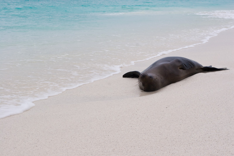 Galápagos Sealion On Beach